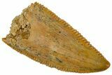 Serrated, Raptor Premaxillary Tooth - Real Dinosaur Tooth #360981-1